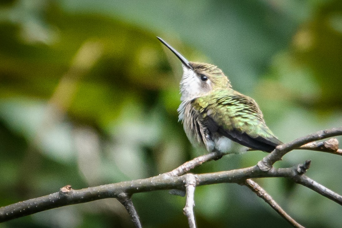 Ruby-throated Hummingbird - derek allard