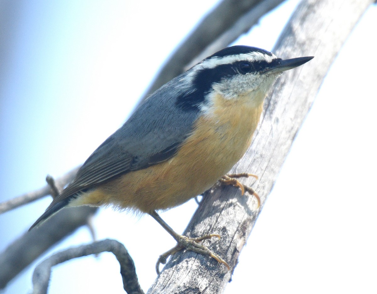 Red-breasted Nuthatch - ML174764731