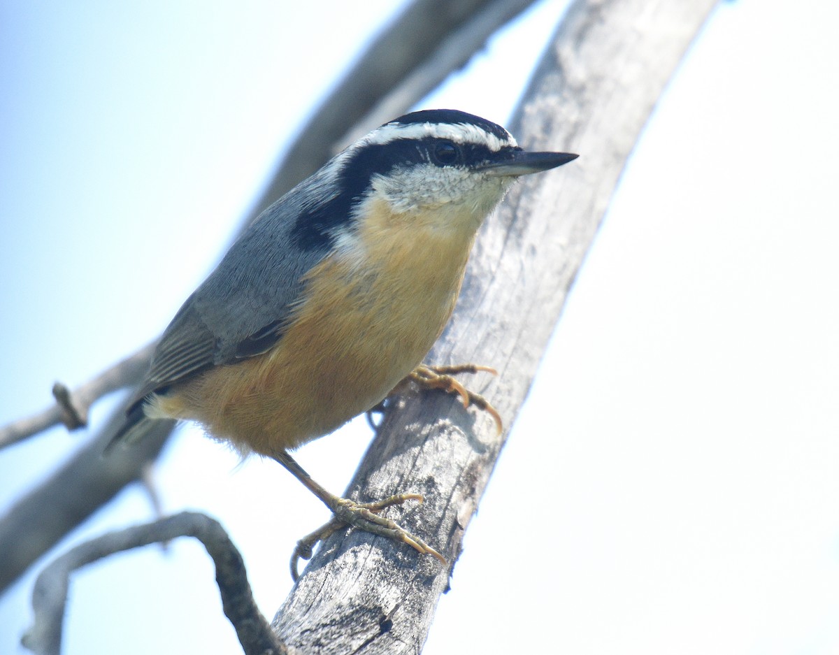 Red-breasted Nuthatch - ML174764741