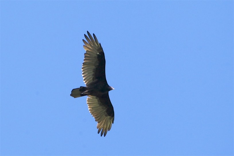 Turkey Vulture - ML174768411
