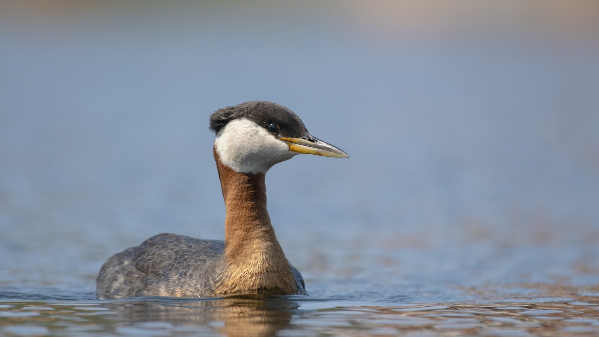 Red-necked Grebe - ML174769531