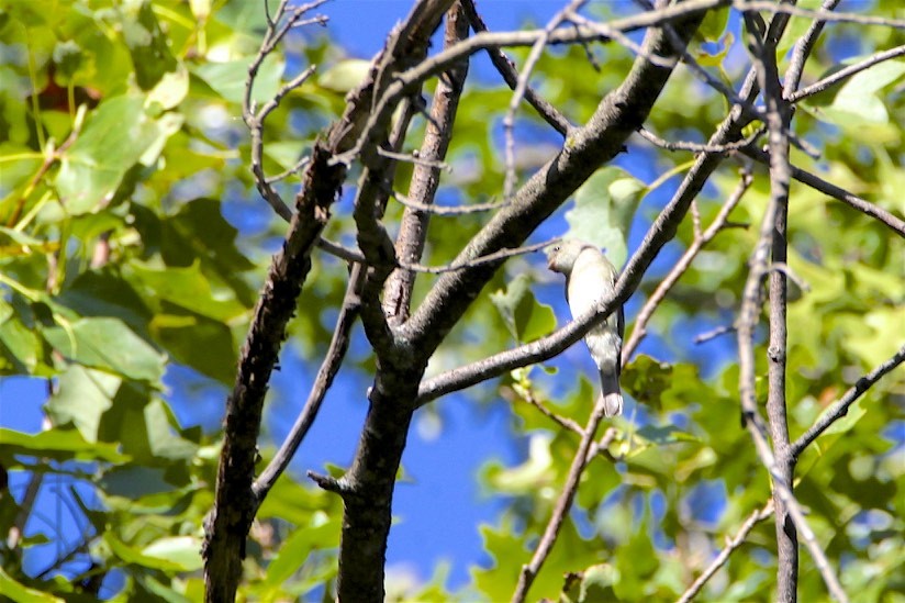 Great Crested Flycatcher - ML174770371