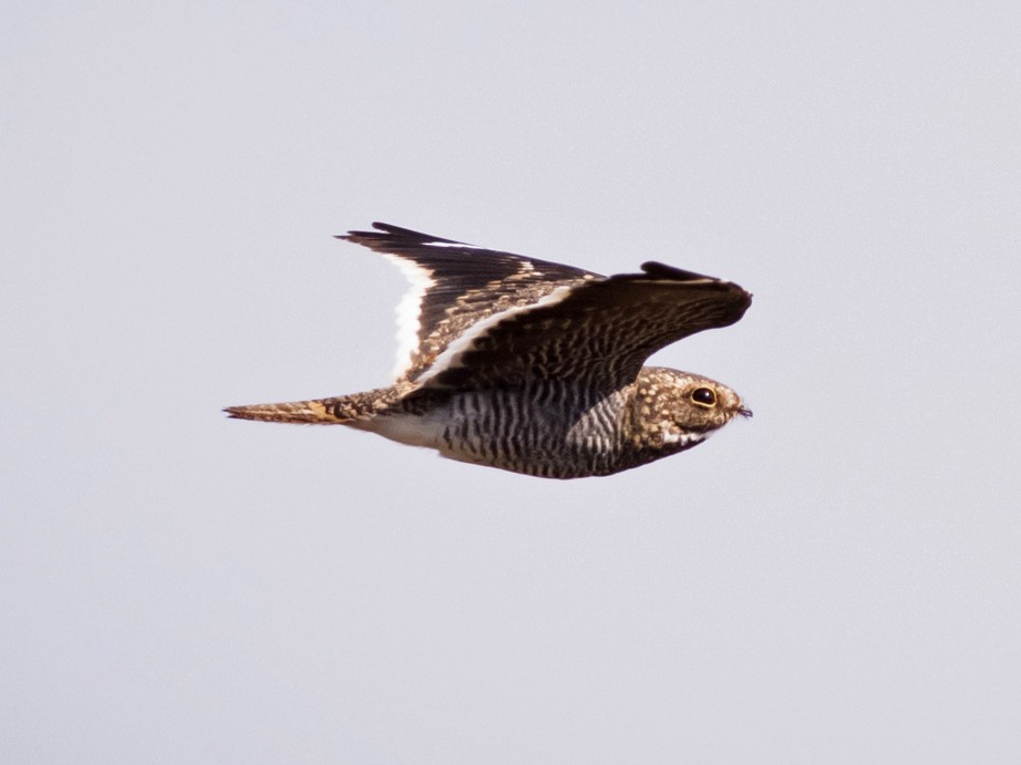 Least Nighthawk - eBird