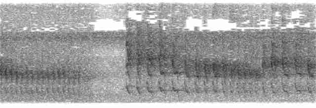 Çizgisiz Yumuşakkuyruk - ML174773301