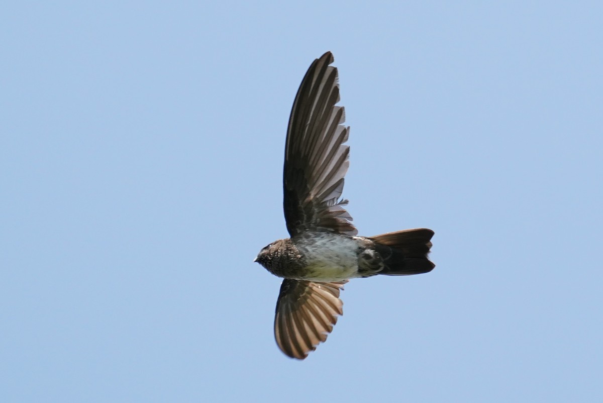 Cave Swiftlet - ML174774711