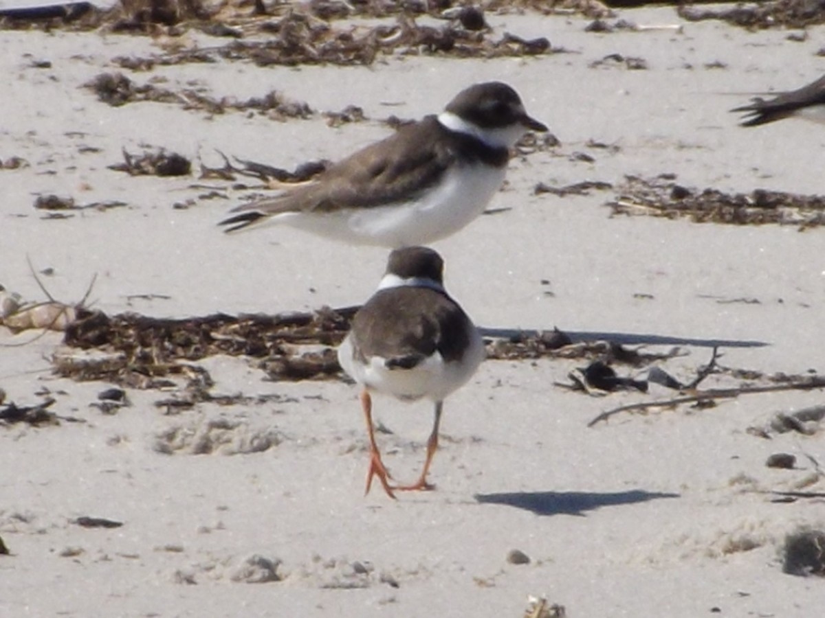 Semipalmated Plover - ML174774791