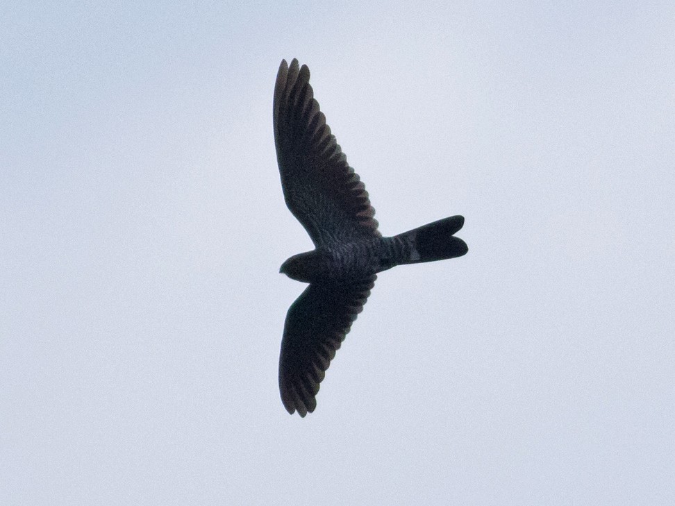 Band-tailed Nighthawk - Tom Johnson
