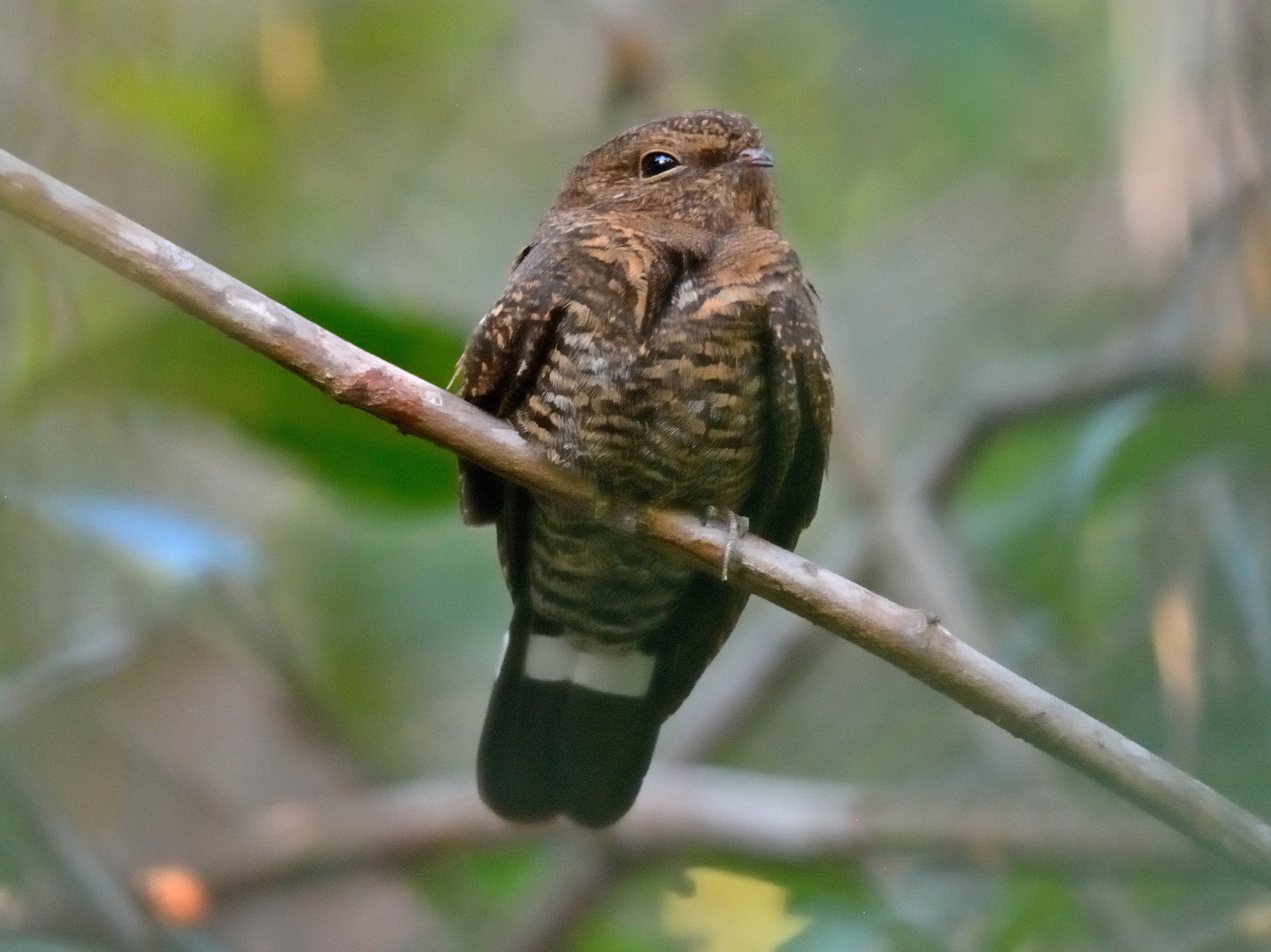 Band-tailed Nighthawk - Rodrigo Ferronato