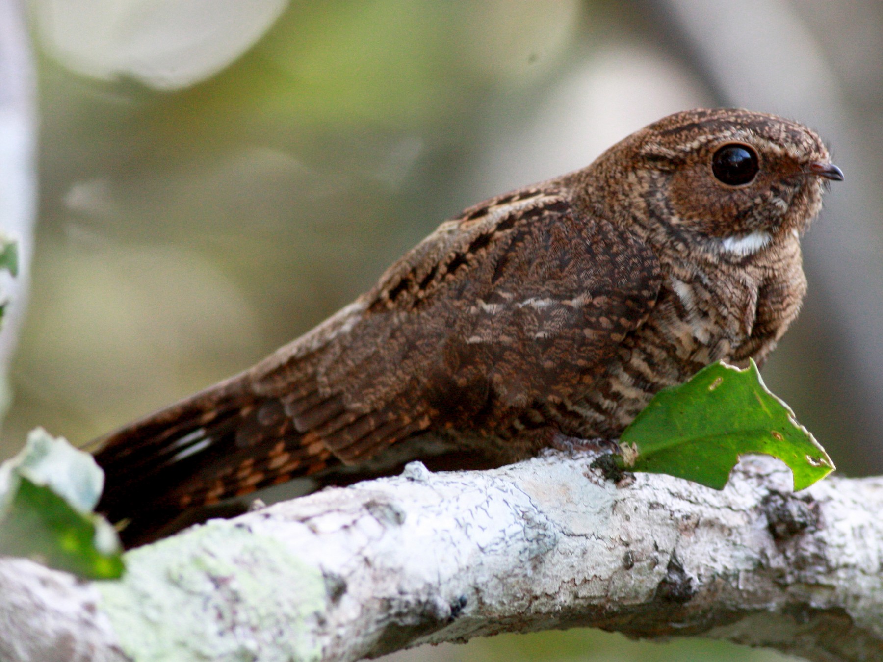 Band-tailed Nighthawk - Jay McGowan