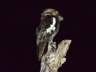  - White-winged Potoo