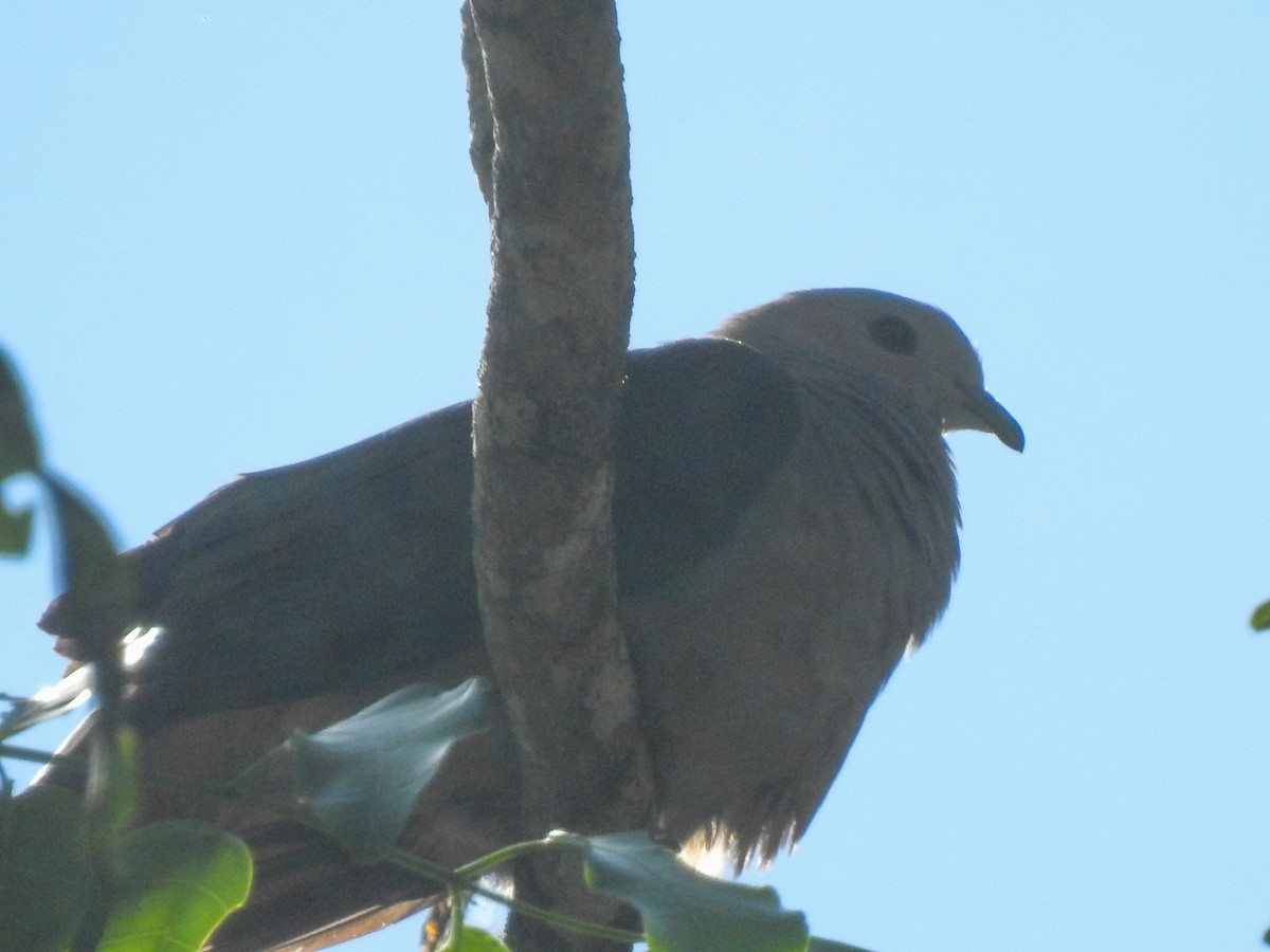 Dark-backed Imperial-Pigeon - ML174776701