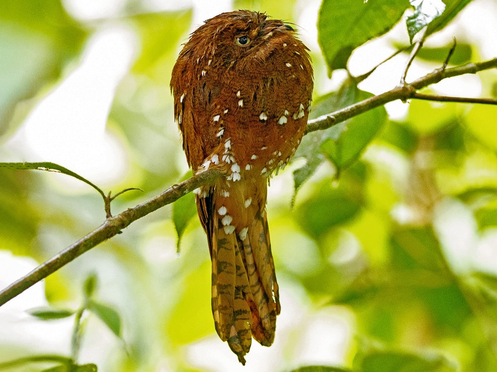 Rufous Potoo - Andy Walker - Birding Ecotours