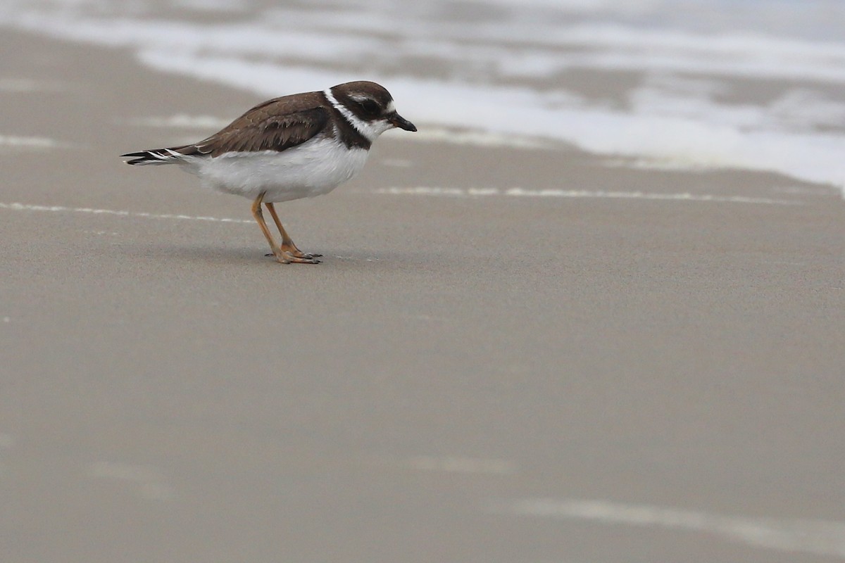 Semipalmated Plover - ML174782031