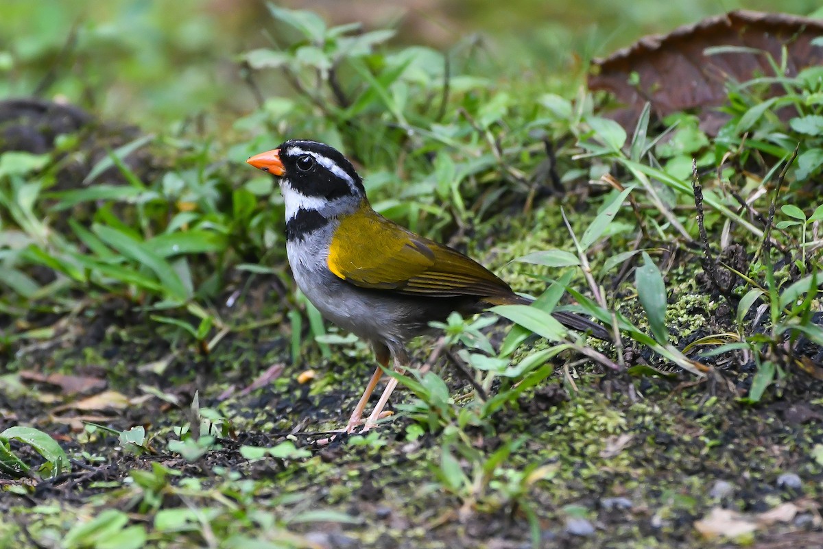 Orange-billed Sparrow - Ben Sanders