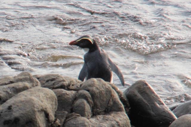 Fiordland Penguin - ML174786671