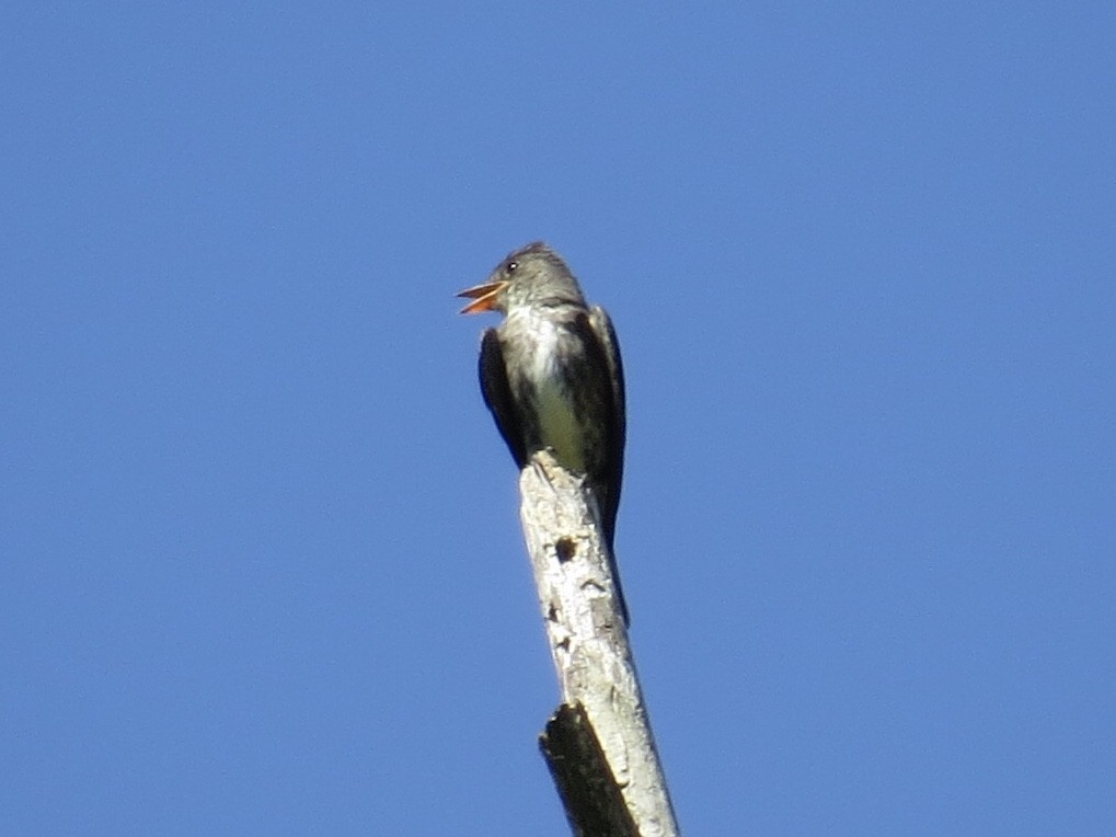 Olive-sided Flycatcher - Andrew Bell