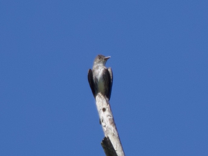 Olive-sided Flycatcher - Andrew Bell