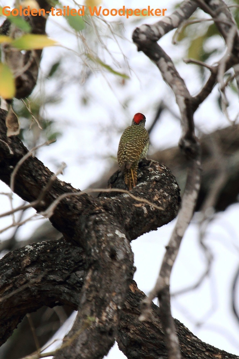 Golden-tailed Woodpecker (Golden-tailed) - Butch Carter