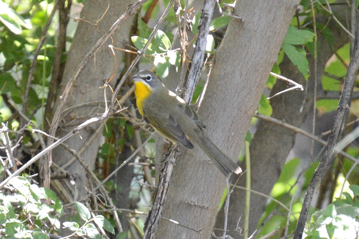 Yellow-breasted Chat - Tim DeJonghe