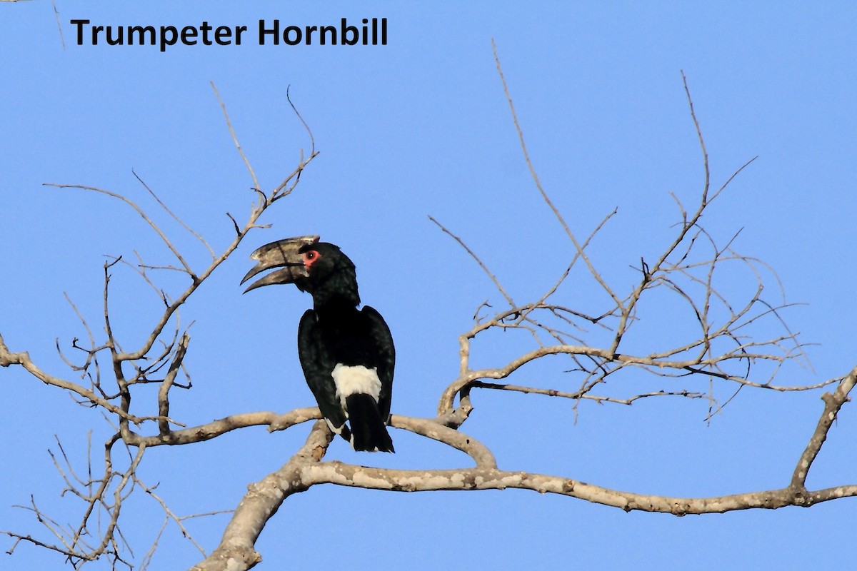 Trumpeter Hornbill - Butch Carter