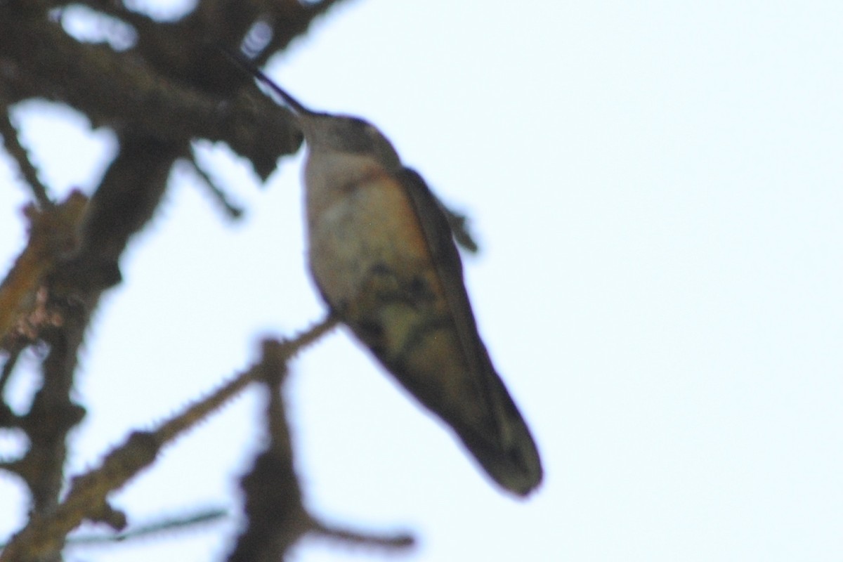 Broad-tailed Hummingbird - Joshua  Smith