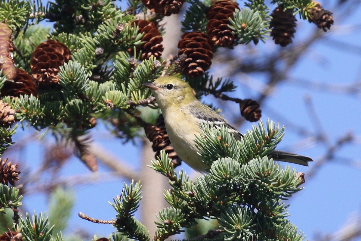 Bay-breasted Warbler - ML174809541
