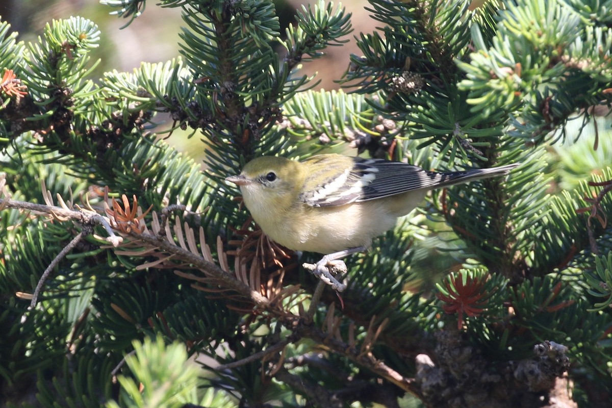 Bay-breasted Warbler - ML174809551