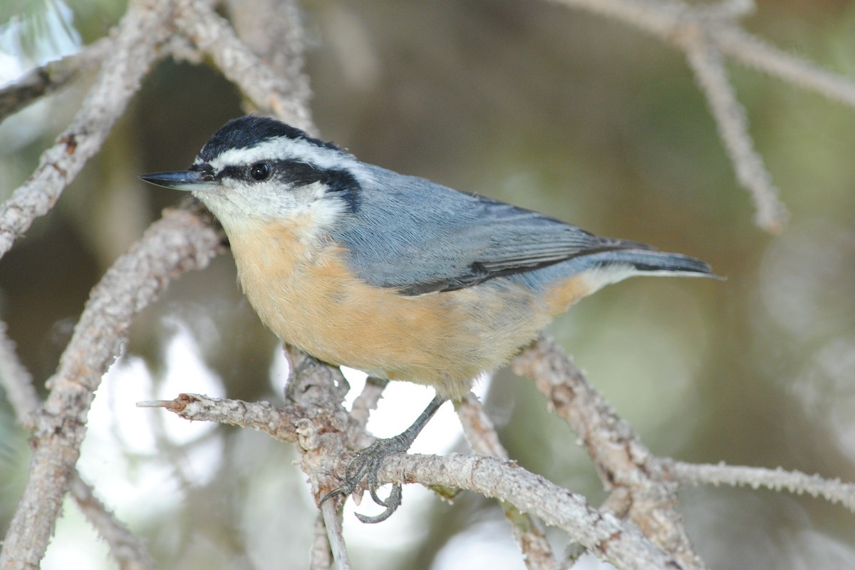 Red-breasted Nuthatch - ML174809981