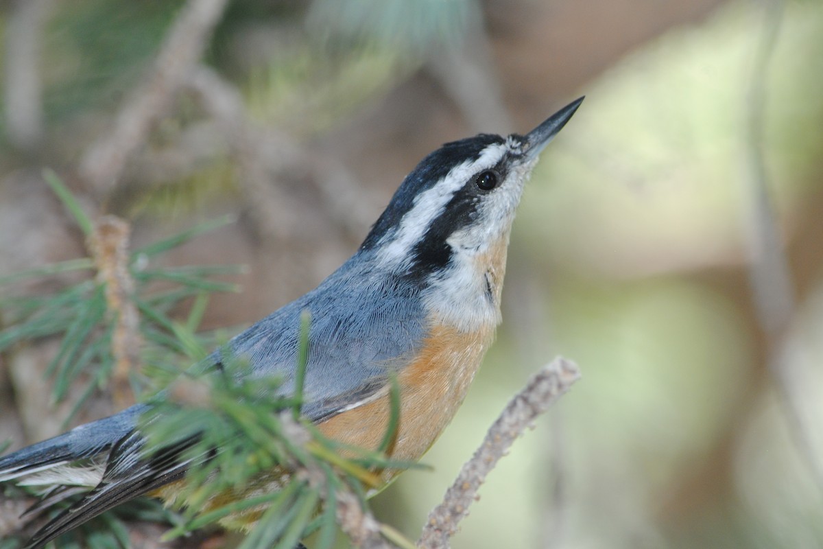 Red-breasted Nuthatch - ML174810131