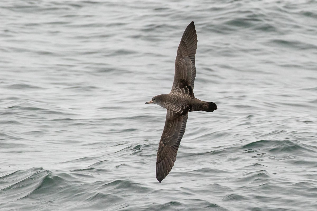 Pink-footed Shearwater - Mark Stephenson