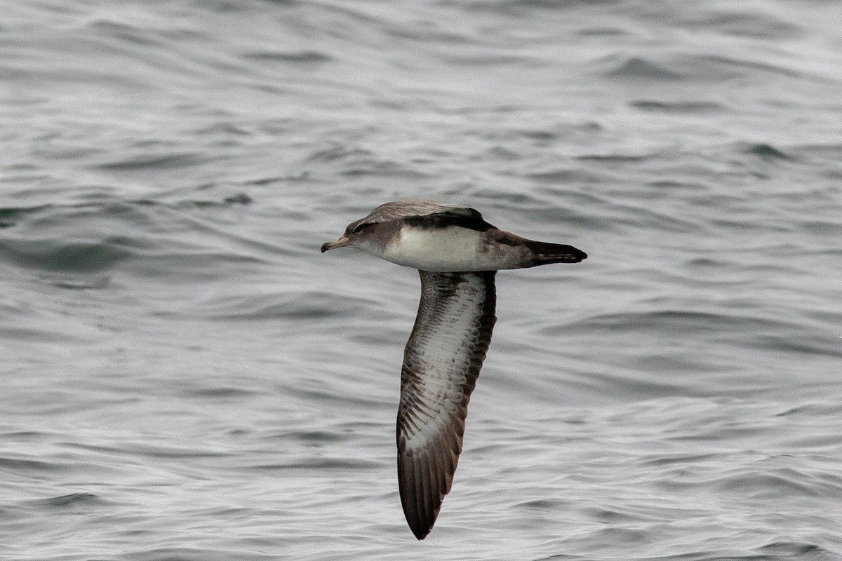 Pink-footed Shearwater - ML174810801