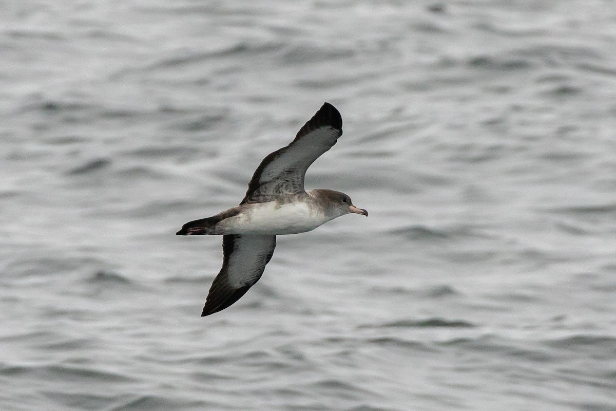 Pink-footed Shearwater - ML174810841