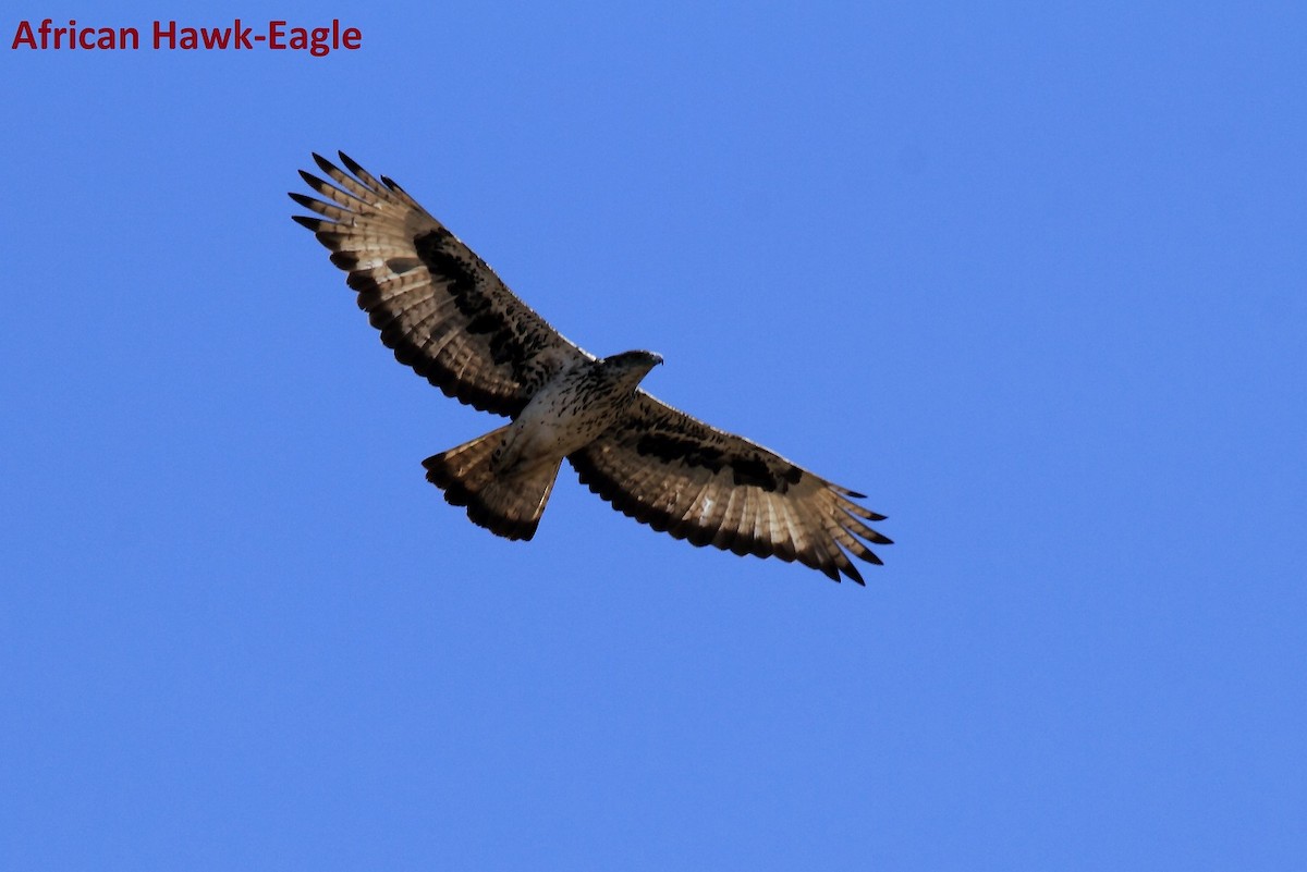 African Hawk-Eagle - Butch Carter