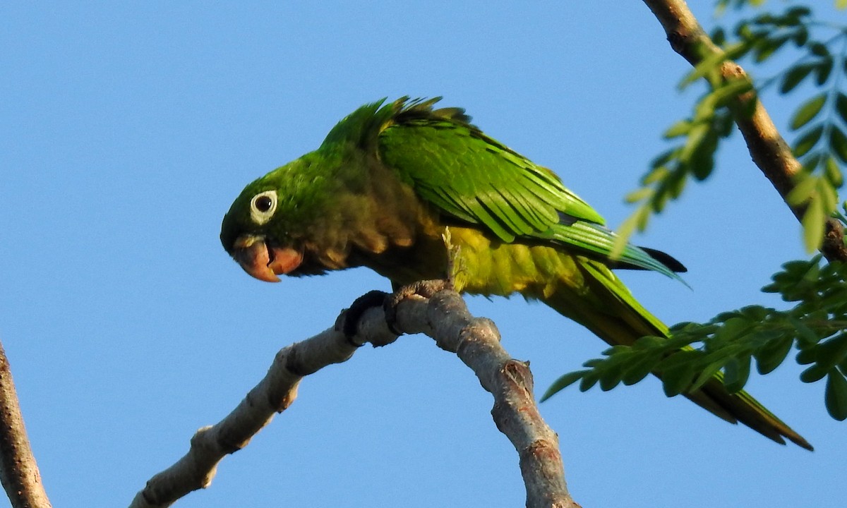 Olive-throated Parakeet (Aztec) - ML174818141