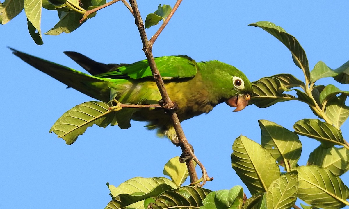 Olive-throated Parakeet (Aztec) - ML174818151