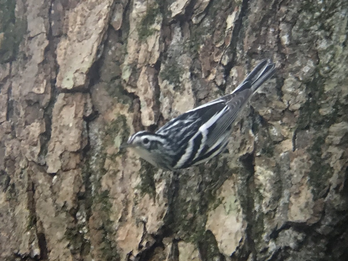 Black-and-white Warbler - ML174818961