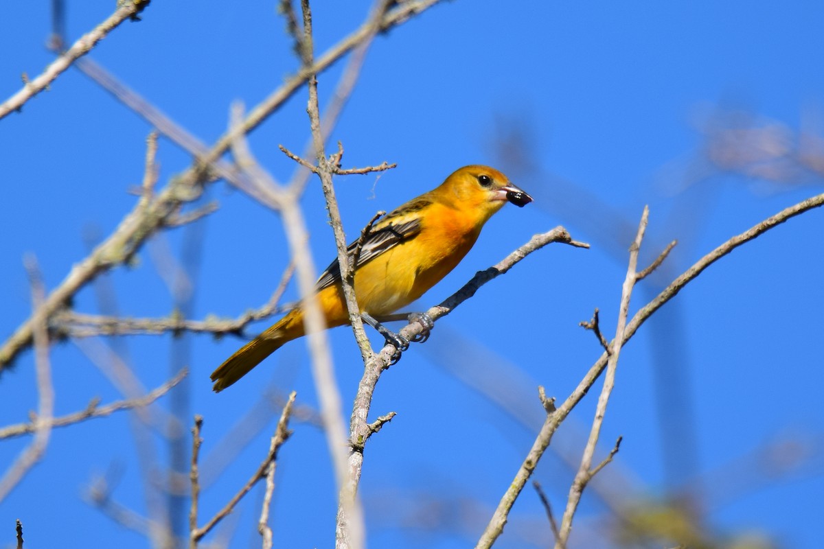 Baltimore Oriole - Perry Doggrell