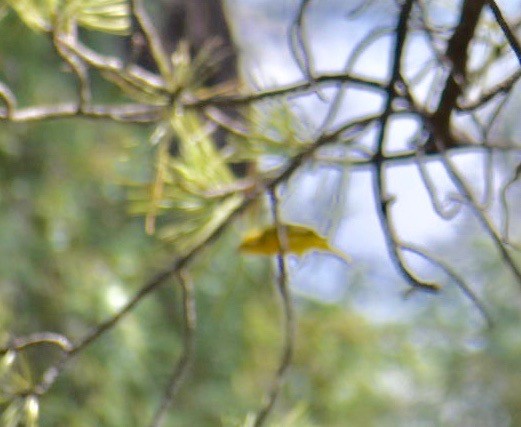 Yellow Warbler - ML174821901