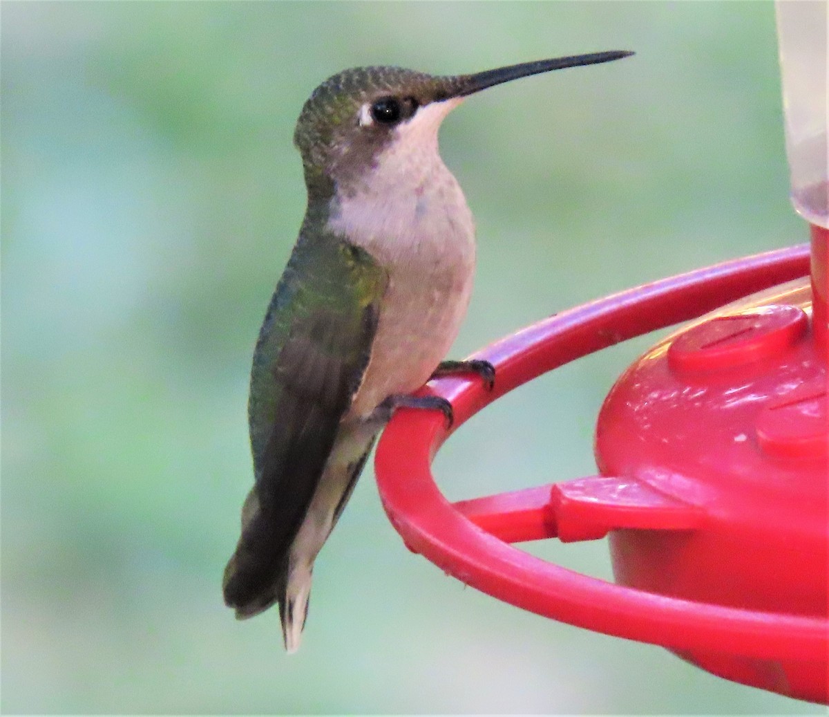 Ruby-throated Hummingbird - ML174822031