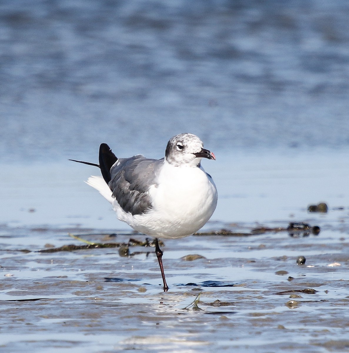 Laughing Gull - Tom Younkin
