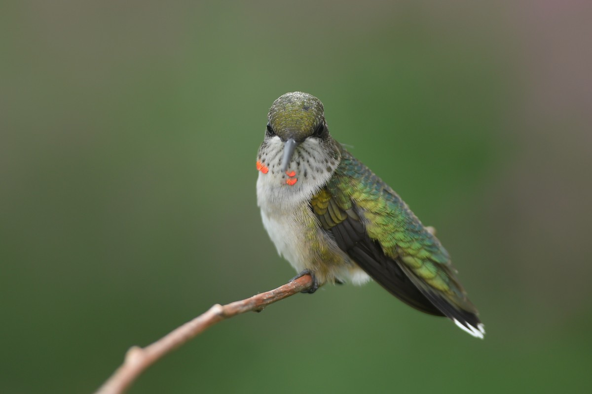 Ruby-throated Hummingbird - ML174824351