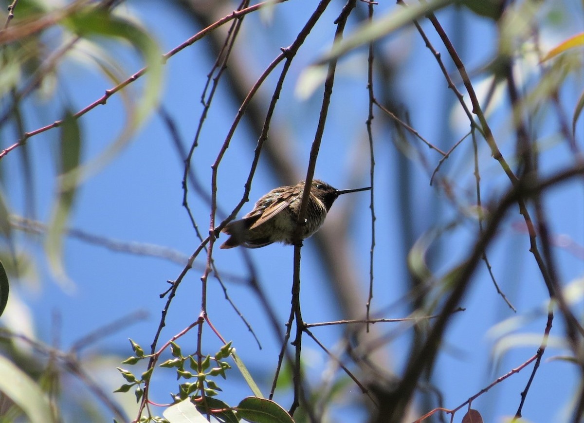 Ruby-throated Hummingbird - ML174826661