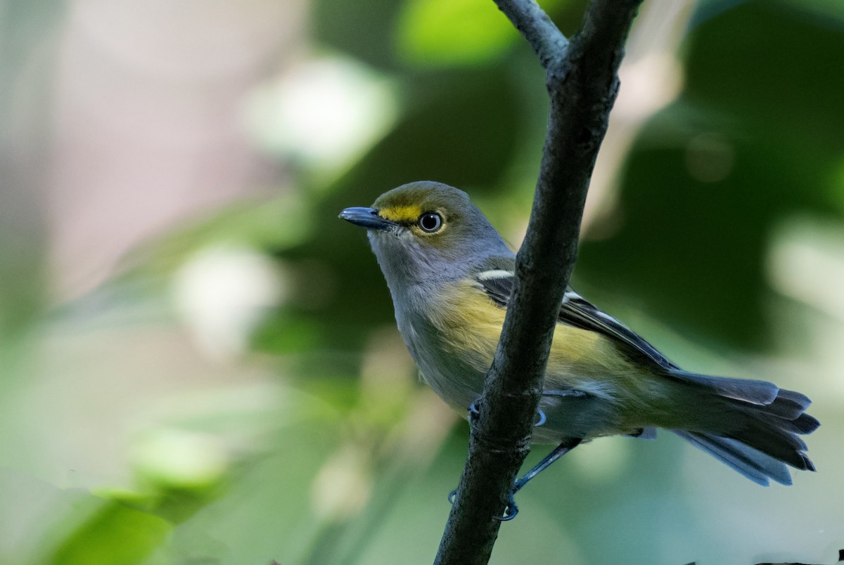 eBird Checklist - 30 Aug 2019 - Pemberton Park - 45 species