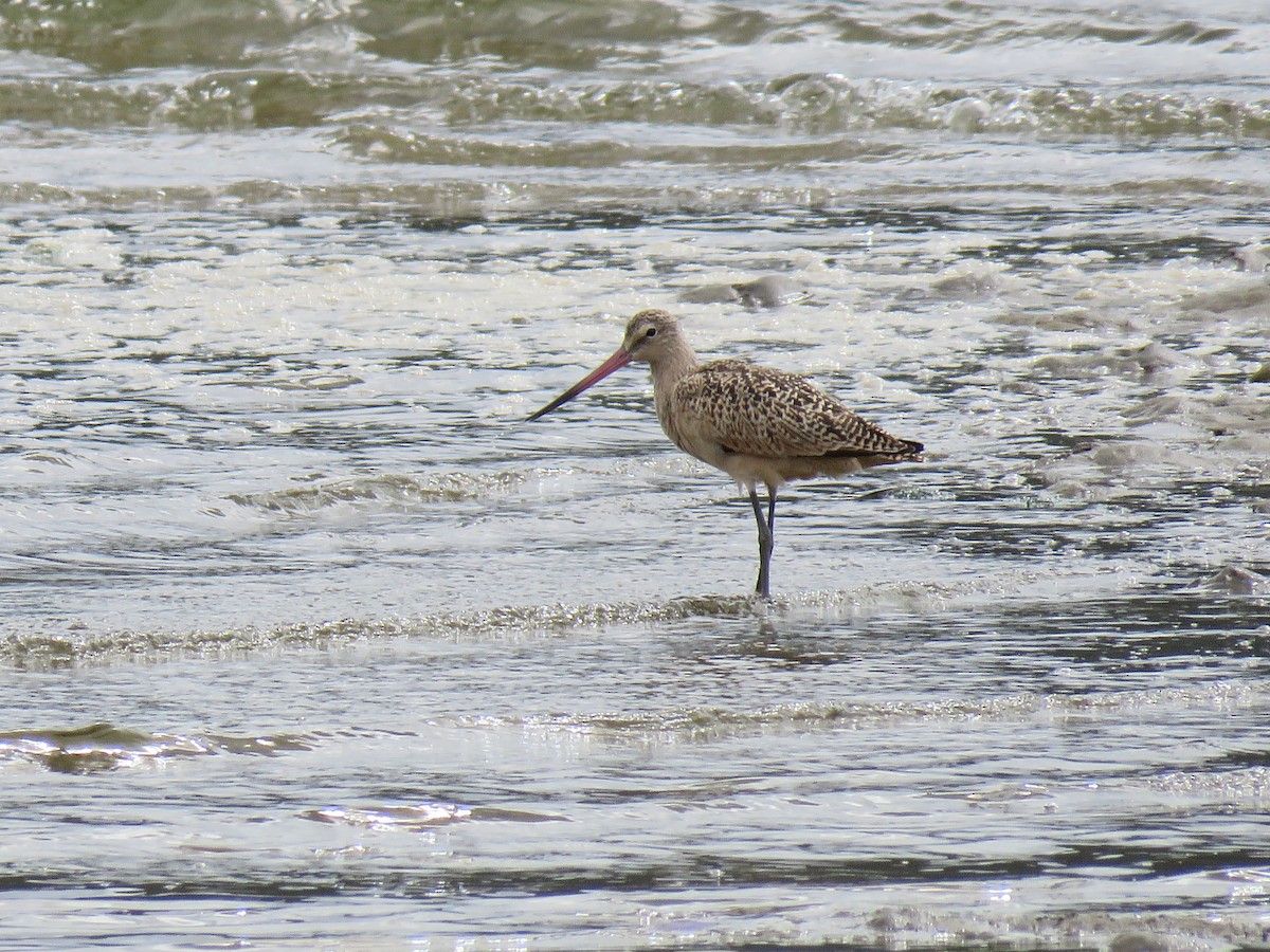 Marbled Godwit - Anonymous
