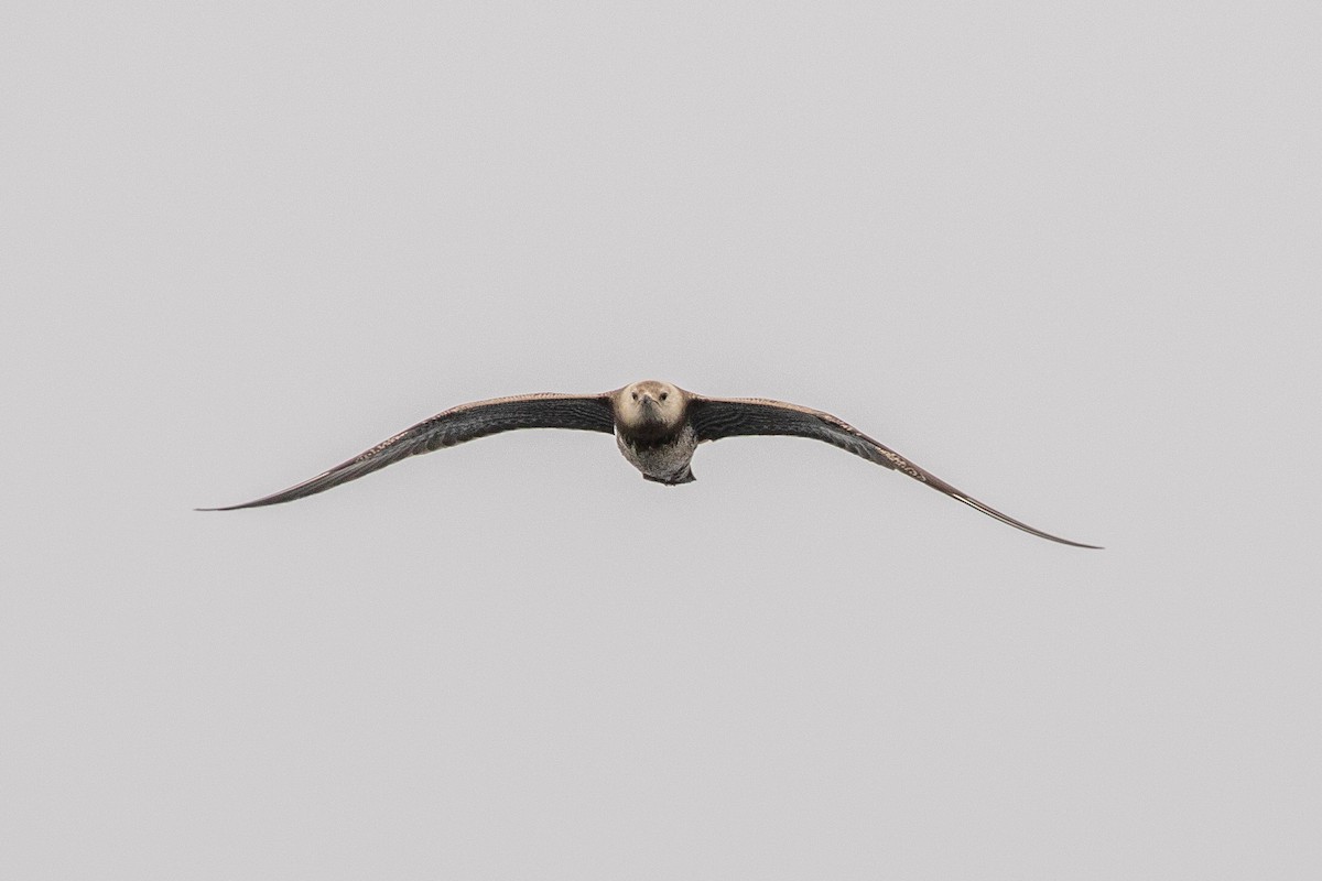 Long-tailed Jaeger - ML174838751