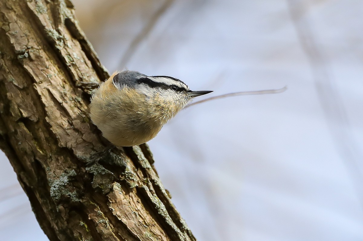 Red-breasted Nuthatch - Ben Sanders