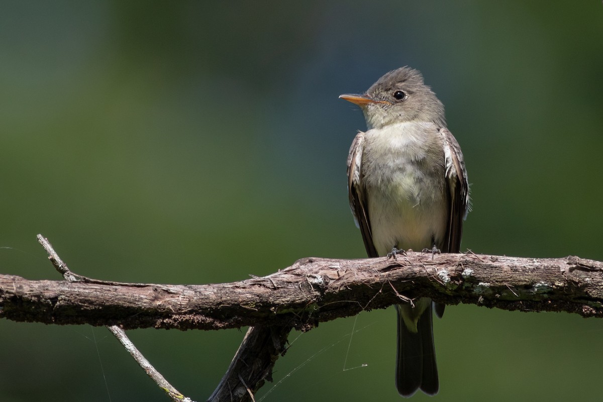 Northern Tropical Pewee - Francis Canto Jr
