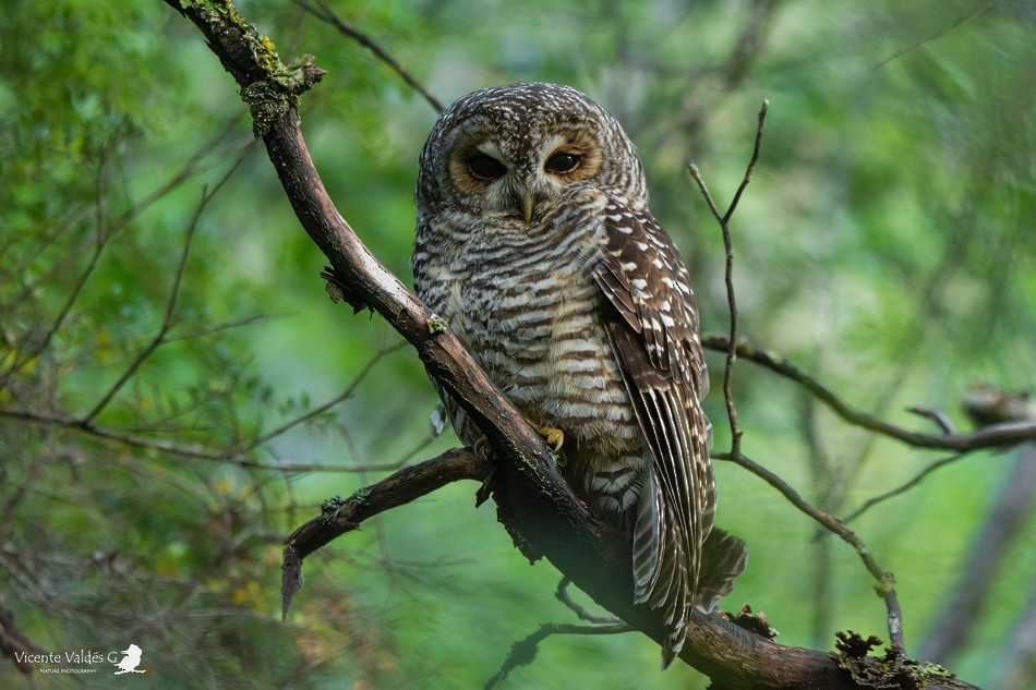 Rufous-legged Owl - Vicente Matias  Valdes Guzman