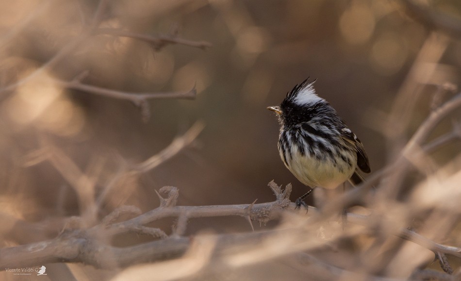 Pied-crested Tit-Tyrant - ML174854021