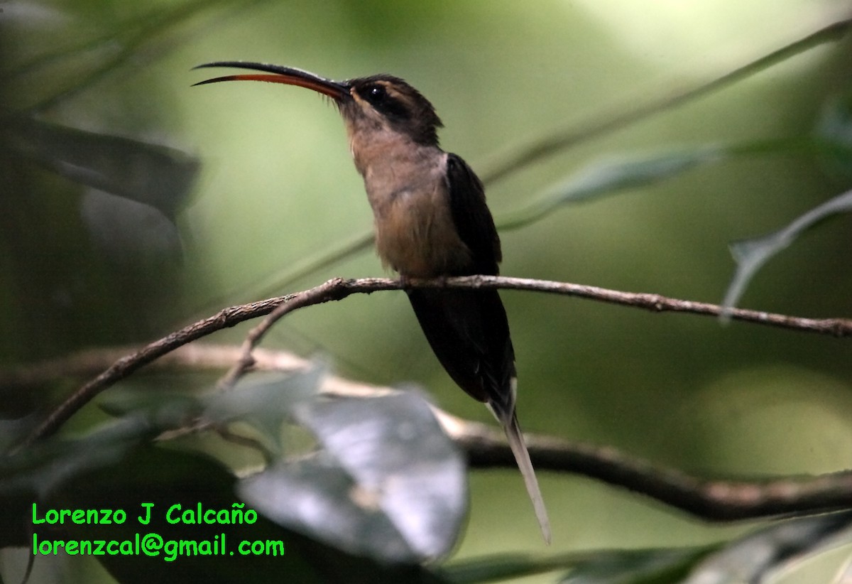 Long-tailed Hermit - ML174855471